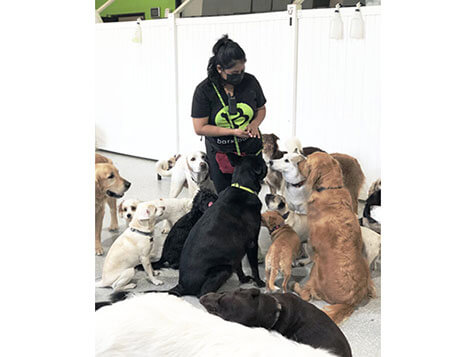 bark! bark! bark! bark! Slider 3