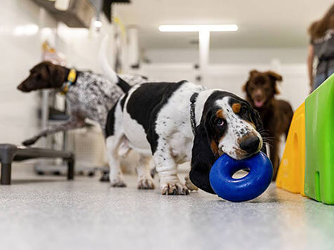 bark! bark! bark! bark! Slider 4