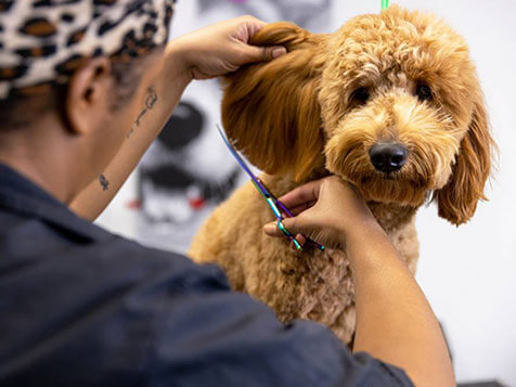 bark! bark! bark! bark! Slider 5