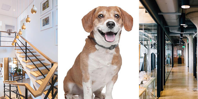 Dog Gone Mold Slider-2