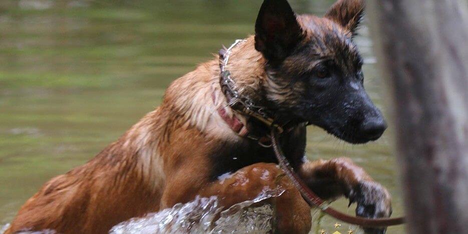 Top Tier K9 Slider-6