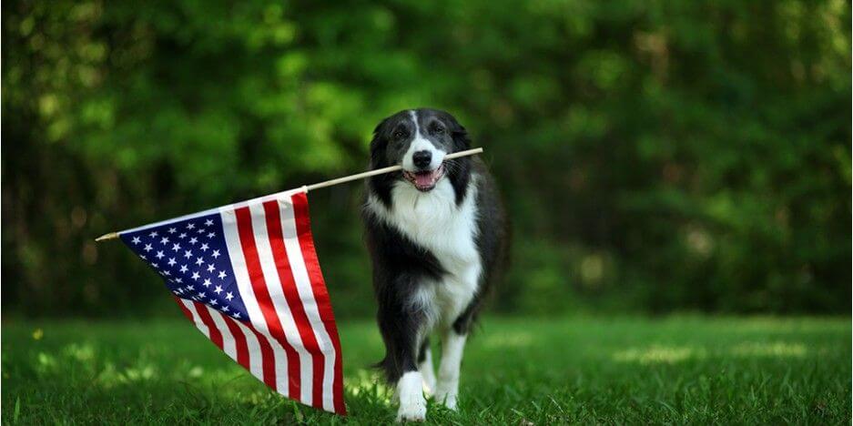 Top Tier K9 Slider-5