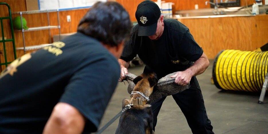 Top Tier K9 Slider-3