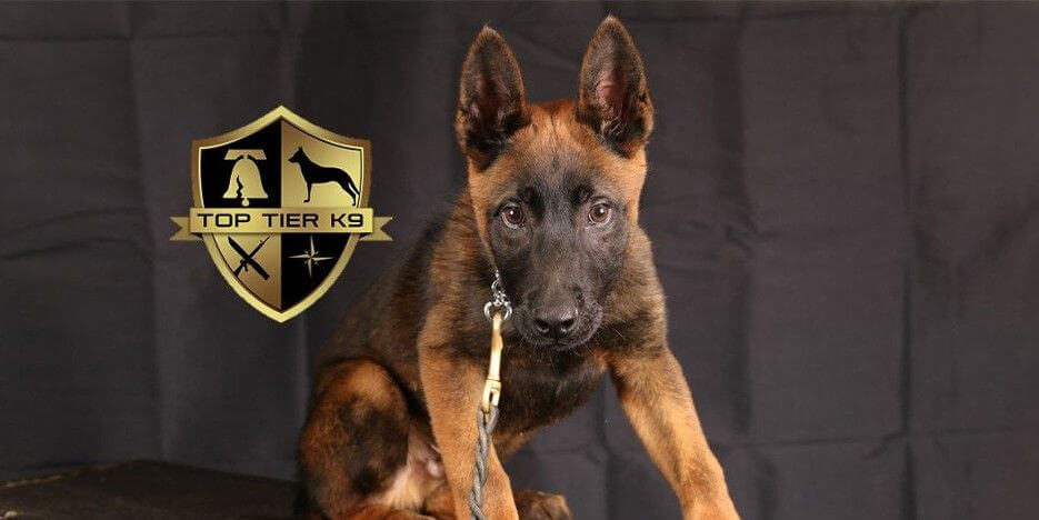 Top Tier K9 Slider-7