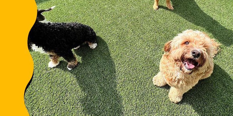 Playful Pack Slider-6