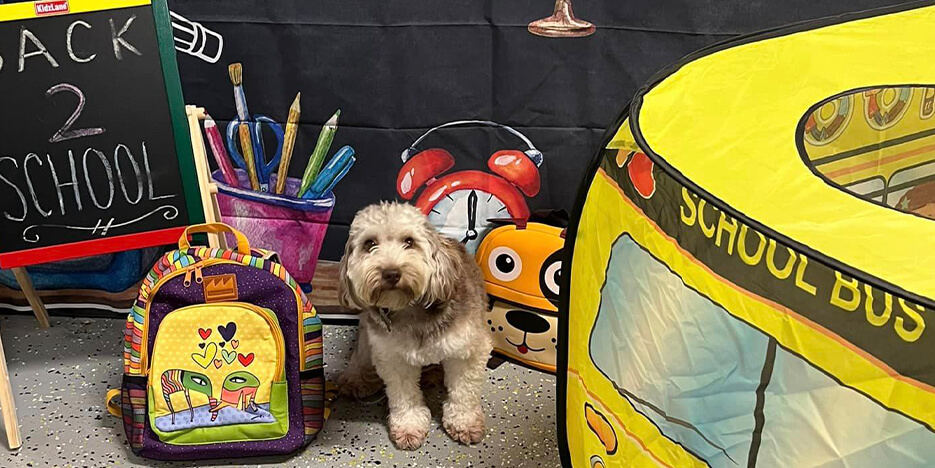 Playful Pack Slider-2