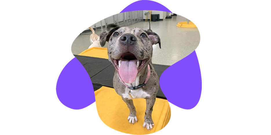 Playful Pack Slider-7