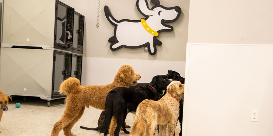 Playful Pack Slider-3