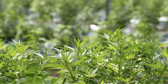 Sweetspot - Cannabis Dispensary Slider-3