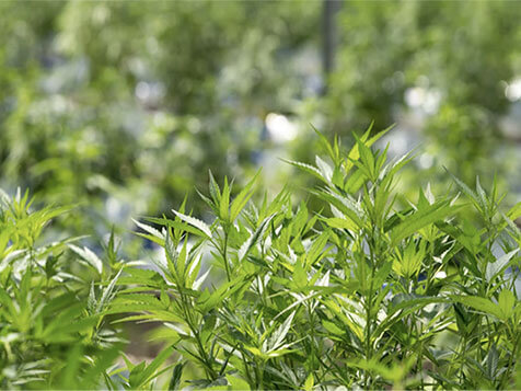 Sweetspot - Cannabis Dispensary Sweetspot - Cannabis Dispensary Slider 2