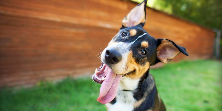 Bombs Away! Pet Waste Management Solutions Slider-5