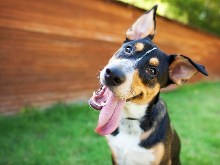 Bombs Away! Pet Waste Management Solutions Bombs Away! Pet Waste Management Solutions Slider 4