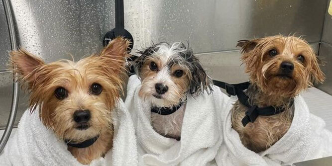 Zoomin Groomin Slider-2