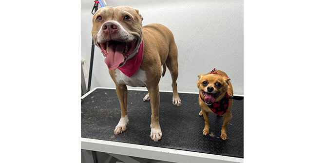 Zoomin Groomin Slider-5