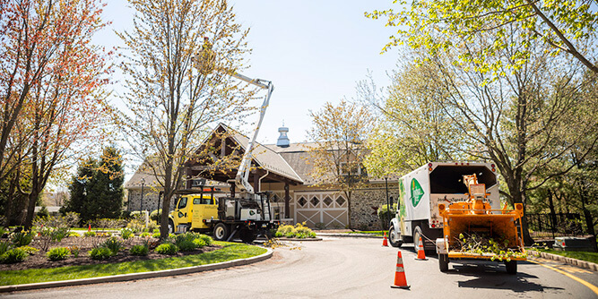 Joshua Tree Experts Slider-2