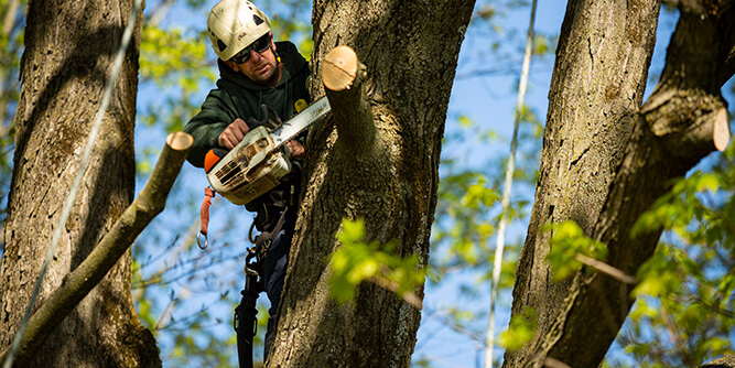 Joshua Tree Experts Slider-4