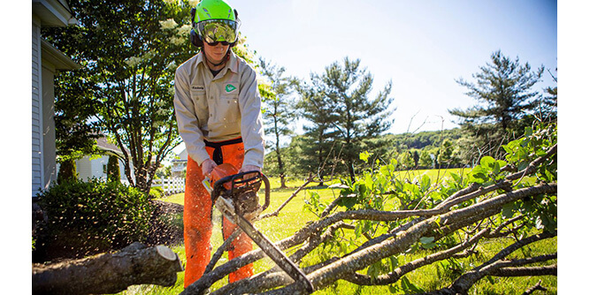 Joshua Tree Experts Slider-5