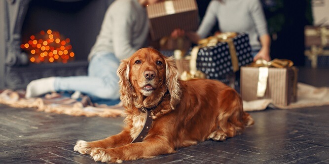 Resting Rainbow Slider-3