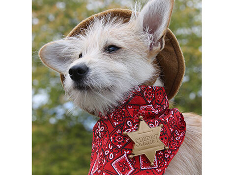 Mosquito Sheriff Mosquito Sheriff Slider 2