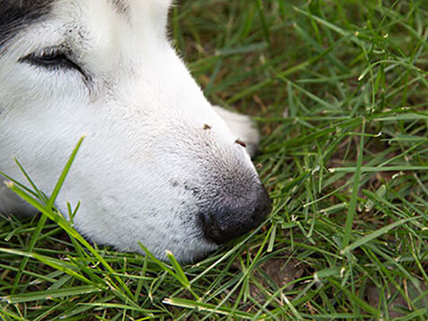 Mosquito Sheriff Mosquito Sheriff Slider 5