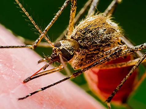 Mosquito Sheriff Mosquito Sheriff Slider 6