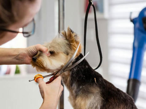 Salty Dawg Pet Salon + Bakery Salty Dawg Pet Salon + Bakery Slider 1