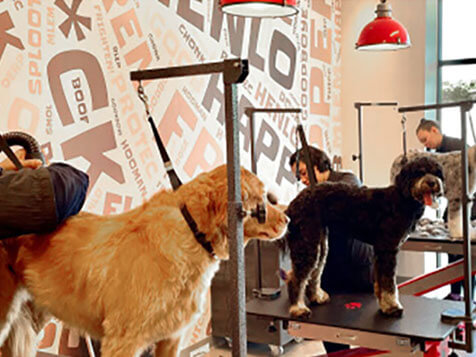 Salty Dawg Pet Salon + Bakery Salty Dawg Pet Salon + Bakery Slider 4