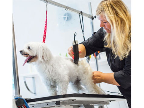 Salty Dawg Pet Salon + Bakery Salty Dawg Pet Salon + Bakery Slider 5