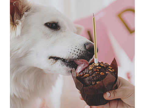 Salty Dawg Pet Salon + Bakery Salty Dawg Pet Salon + Bakery Slider 2