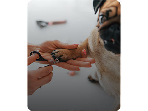 Salty Dawg Pet Salon + Bakery Salty Dawg Pet Salon + Bakery Slider 6