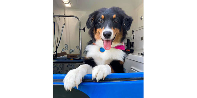 Hydrodog Mobile Pet Grooming & Wellness Slider-6