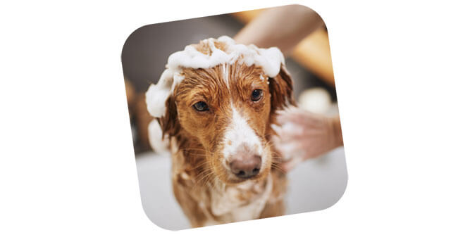 Hydrodog Mobile Pet Grooming & Wellness Slider-7