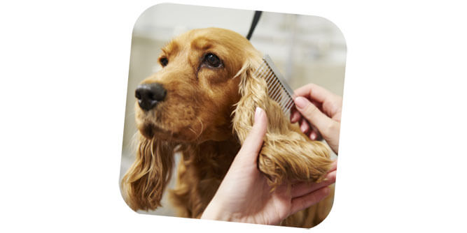 Hydrodog Mobile Pet Grooming & Wellness Slider-8