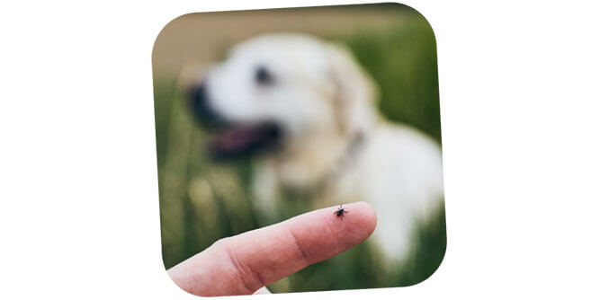 Hydrodog Mobile Pet Grooming & Wellness Slider-8