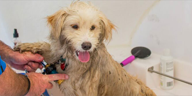 Hydrodog Mobile Pet Grooming & Wellness Slider-4