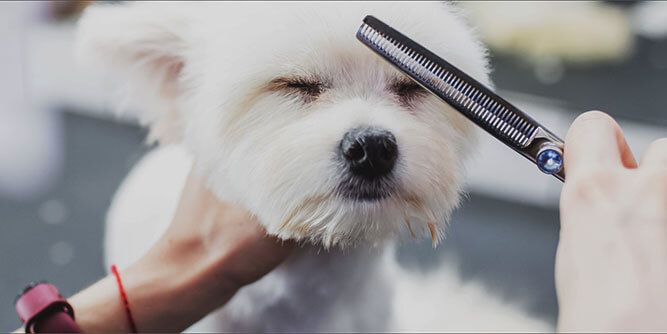 Hydrodog Mobile Pet Grooming & Wellness Slider-5