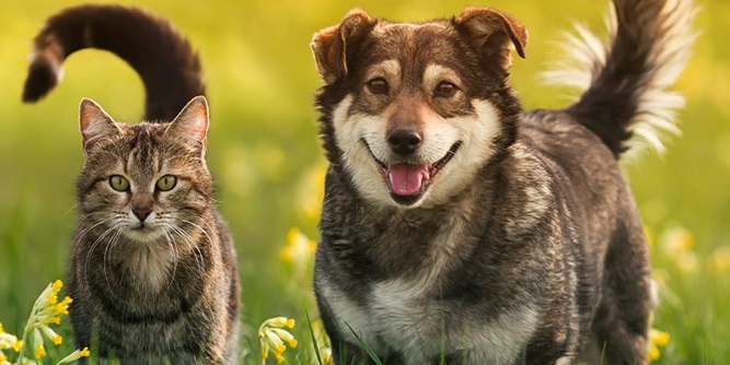 Pet Passages Slider-3