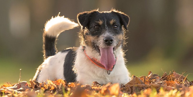 Pet Passages Slider-5