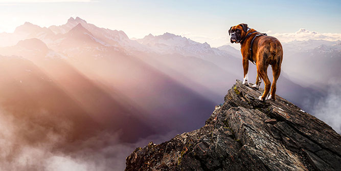 Make Your Dog Epic Slider-3