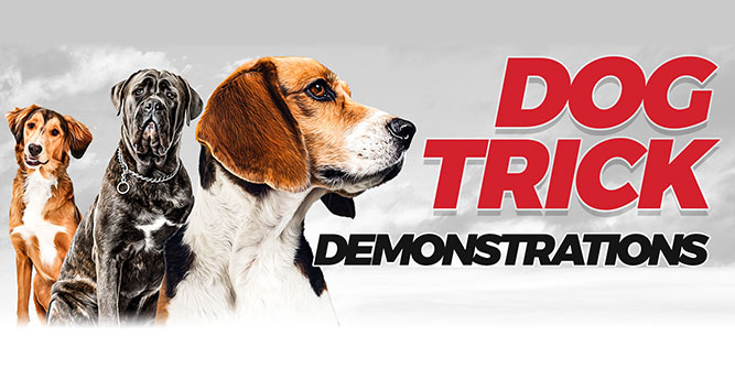 Make Your Dog Epic Slider-4