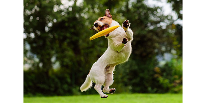 Make Your Dog Epic Slider-5