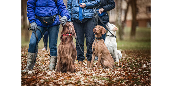 Make Your Dog Epic Slider-7