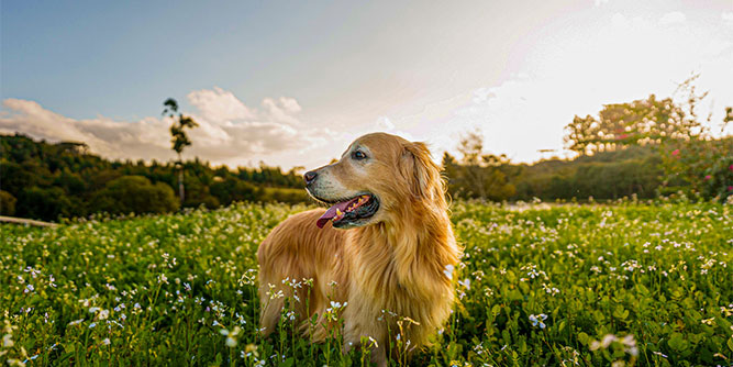 Make Your Dog Epic Slider-8