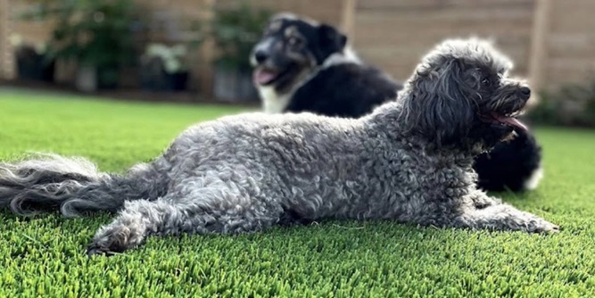 Waterloo Turf Slider-2