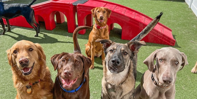 Camp Bow Wow Slider-2