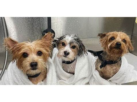 Zoomin Groomin - Area Representative Zoomin Groomin - Area Representative Slider 2