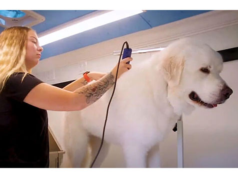 Zoomin Groomin - Area Representative Zoomin Groomin - Area Representative Slider 7