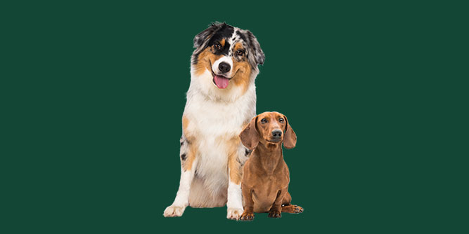 Cooper's Scoopers - Area Representative Slider-4