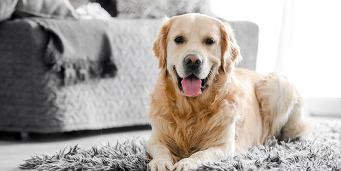 Cooper's Scoopers - Area Representative Slider-6