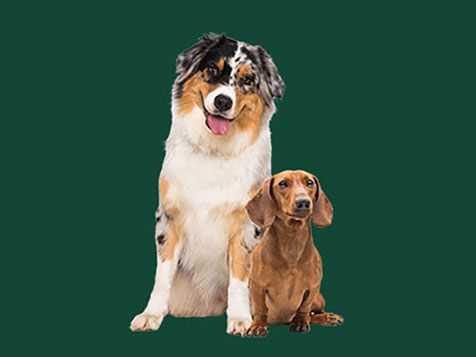 Cooper's Scoopers - Area Representative Cooper's Scoopers - Area Representative Slider 3